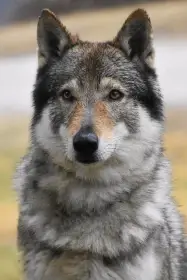 Athanor Lupus Opossum - otec vrhu