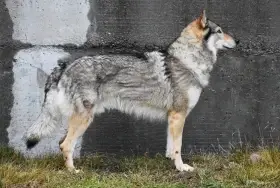 Athanor Lupus Opossum - otec vrhu