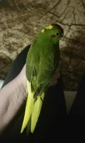 Mladý pár kakariki