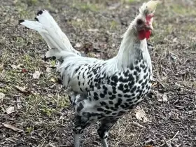 Apencelský chocholáč kohout