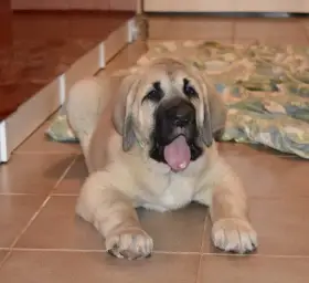 Štěňata k odběru oba rodiče Španělský Mastin