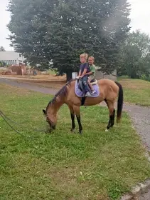 Kobylka QH pro začátečníky a děti