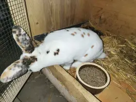 Dalmatinsky rex černožlutý