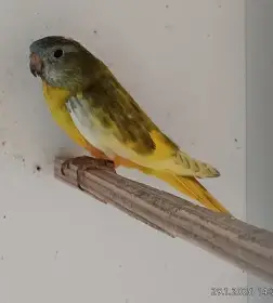 Neoféma modrohlavá lemovaná