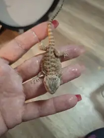 Prodám mláďata agamy vousate