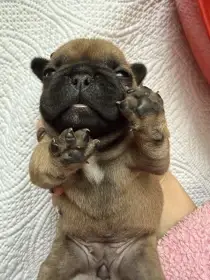 Štěňátka Francouzského buldočka