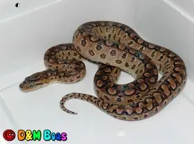 Epicrates cenchria alvarezi CB 5/2024