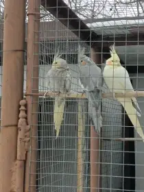 Korela chocholatá mláďata 2025