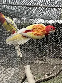 Rosela pestrá rubino