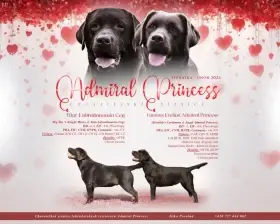 Čokoládová štěňátka labradora s PP