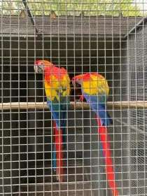 Predám samca a samicu ara arakanga