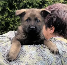 Německý ovčák mohutná fenka odběr ihned