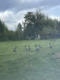 Prodám Bernešky velké