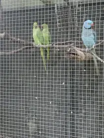 Alexandr malý modrý