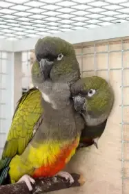 Papoušek patagonský