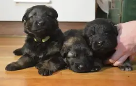 Německý ovčák dlouhosrstý