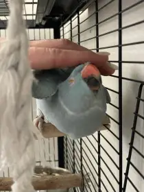 Alexandr Malý samice