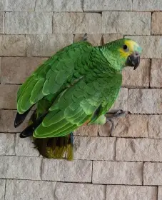 Amazoňan modročelý