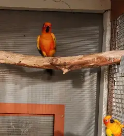 Aratinga sluneční 1.1,