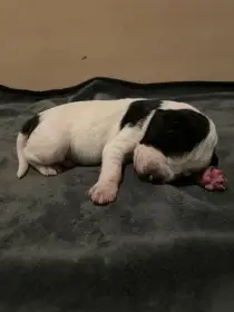 Štěňata Auvergneský ohař