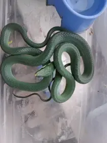 Rhynchophis boulengeri