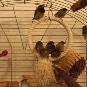 Daruji až 6 chůviček