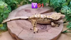 Dospělá samice a mláďata