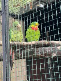 Prodám samce 1.0 kroužek 25