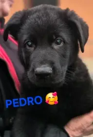 Německý ovčák štěňata s PP