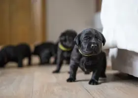 Štěňata Labrador retrievera s PP – Field Trial linie