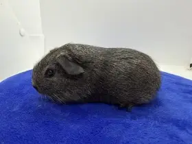 Morče hladké sameček aguti černá/bílá