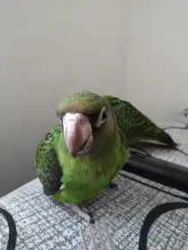 Koupím konžskeho g.f.