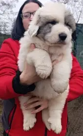 Pyrenejský horský pes chlupáči