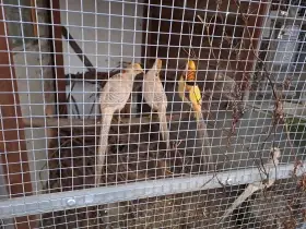 Bažant zlatožlutý