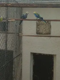 Rozela žltohlavá modrolíca severná