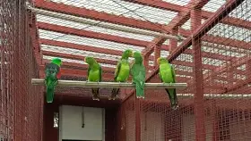 Prodám papouška červenokřídlý