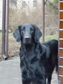 Matka štěňat, Nikee Jozucita