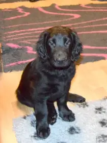 Černý pejsek flat coated retriever s PP