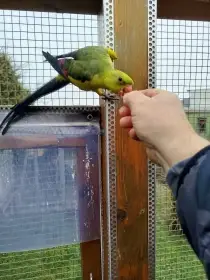 Prodám Papoušek horský kouřový - samice