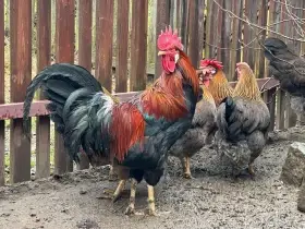 Vlaška koroptví - kohout