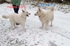 Rezervace na štěňátka švýcarský ovčák dlouhosrstý bez PP