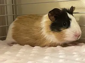 Prodám krásnou samičku morčete