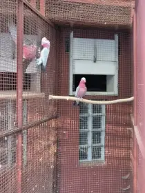 Kakadu růžový  - samec