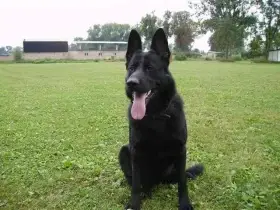 Německý ovčák koupím