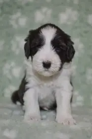 Bearded Collie