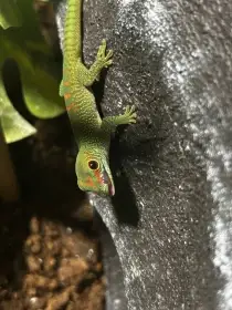 Phelsuma grandis 0.0.4 /Kdykoliv možnost burza Olomouc/