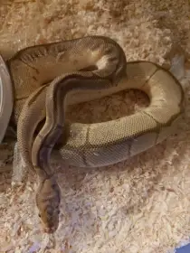 Prodám krajtu královskou