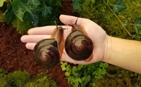 Africký šneci Pleurodonte excellens Dominican republic