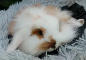 Zakrslý beránek s t.g. D1