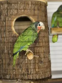 Amazoňan Kubánsky  0: 1